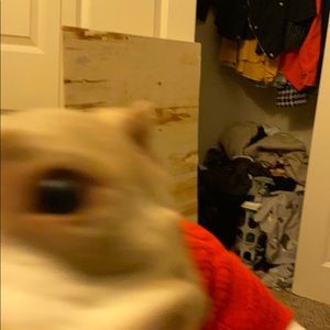 Meet your Posher, Syrenitee